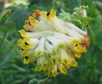 Corydalis nobilis